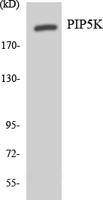 PIP5KIII Polyclonal Antibody