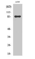 PIPK I γ Polyclonal Antibody