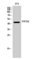 PIPOX Polyclonal Antibody