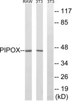 PIPOX Polyclonal Antibody