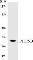 PITPβ Polyclonal Antibody