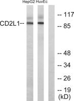 PITSLRE Polyclonal Antibody