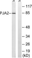 PJA2 Polyclonal Antibody