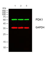 PDPK1 Polyclonal Antibody