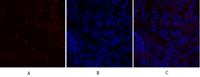 PDPK1 Polyclonal Antibody