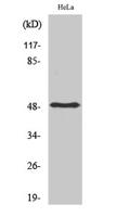 PDK1 Polyclonal Antibody