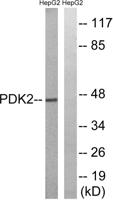 PDK2 Polyclonal Antibody