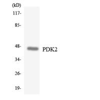 PDK2 Polyclonal Antibody