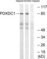 PDXDC1 Polyclonal Antibody