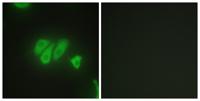 PDZK3 Polyclonal Antibody