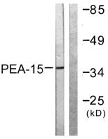 PEA-15 Polyclonal Antibody