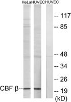 PEBP2β Polyclonal Antibody