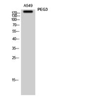 PEG3 Polyclonal Antibody