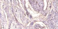 PEG3 Polyclonal Antibody