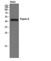 Pepsin A Polyclonal Antibody