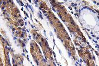 Pepsin A Polyclonal Antibody