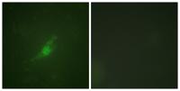 Per2 Polyclonal Antibody