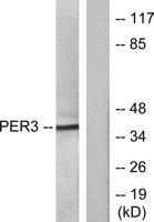 Per3 Polyclonal Antibody