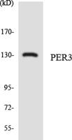 Per3 Polyclonal Antibody