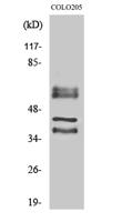 Periphilin 1 Polyclonal Antibody