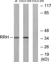 Peropsin Polyclonal Antibody