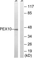 Peroxin 10 Polyclonal Antibody