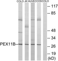 Peroxin 11β Polyclonal Antibody