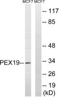 Peroxin 19 Polyclonal Antibody