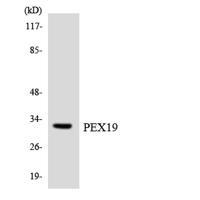 Peroxin 19 Polyclonal Antibody