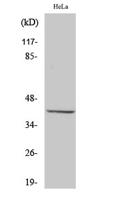 Peroxin 3 Polyclonal Antibody