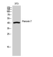 Peroxin 7 Polyclonal Antibody