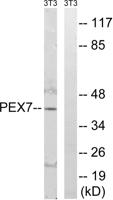 Peroxin 7 Polyclonal Antibody