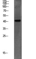 PEX14 Polyclonal Antibody