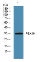 PEX16 Polyclonal Antibody