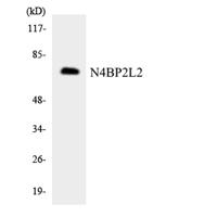 PFAAP5 Polyclonal Antibody