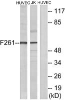 PFK-2 liv Polyclonal Antibody