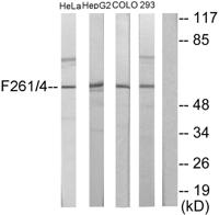 PFK-2 liv/tes Polyclonal Antibody