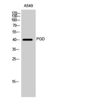 PGD Polyclonal Antibody