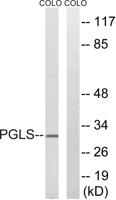 PGLS Polyclonal Antibody