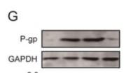 P-glycoprotein 1 Polyclonal Antibody