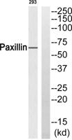 Paxillin Polyclonal Antibody