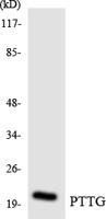 PBF Polyclonal Antibody