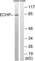 PBFE Polyclonal Antibody