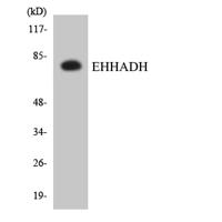 PBFE Polyclonal Antibody