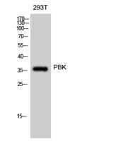 PBK Polyclonal Antibody