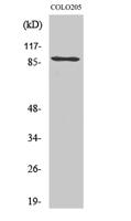 PCAF Polyclonal Antibody