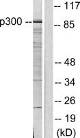 PCAF Polyclonal Antibody