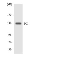 PCB Polyclonal Antibody