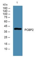 PCBP2 Polyclonal Antibody