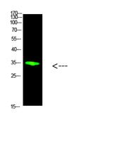 PCNA Polyclonal Antibody